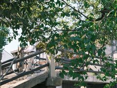 -黎里古镇