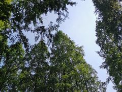 -东平国家森林公园