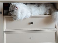 -佳雯宠物医院·皮肤科·内外科(春晓路分院)