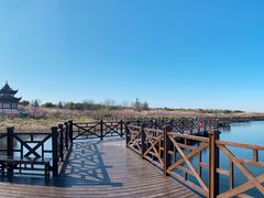 -上海海湾国家森林公园