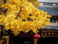 -龙华寺