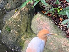 -吉隆坡雀鸟公园