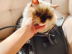 -Goyard 高雅德(国贸商城店)