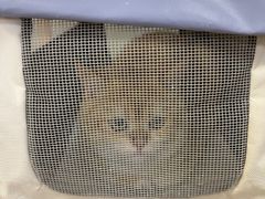 -宠福鑫动物医院(城北分院)