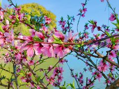 -八大山人梅湖景区
