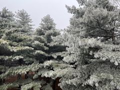 -鲁山国家森林公园