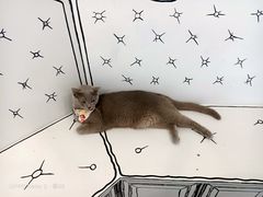 -白夜2D咖啡馆