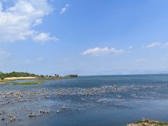 -洱海月湿地公园