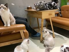 -藏猫猫咖啡主题馆(中央大道店)
