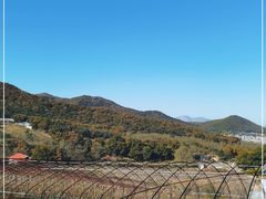 -金石滩蓝莓谷庄园