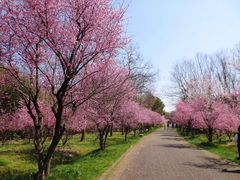 -上海海湾国家森林公园