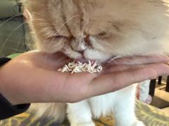 -平行世界·猫咖(首经贸店)