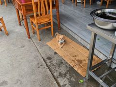 -彭大姐老店黄辣丁(新津店)