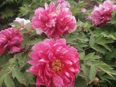 -莲花池公园
