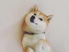 -都士牧人现烤牛肉干