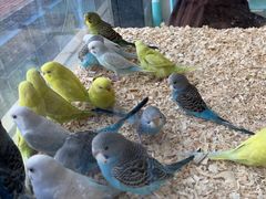 -怪兽屋·羊驼·猫咖·狗咖(俊华广场店)