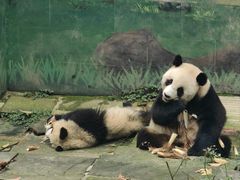 -中国大熊猫保护研究中心雅安碧峰峡基地