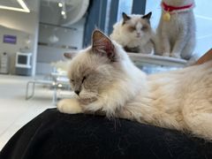 -怪兽屋·羊驼·猫咖·狗咖(俊华广场店)