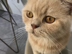 -猫房·猫吧·猫咖(龙湖时代汇店)