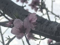 -高东镇樱花园