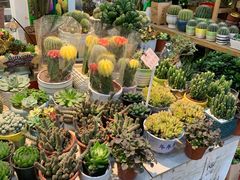 -双季花艺园艺市场(浦东店)