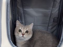 -四月宠物医院·猫专科·心脏专科·内科(转塘店)