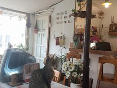 -海边的猫和咖啡馆