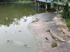 -广州长隆飞鸟乐园