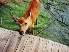 -北京鹿世界主题园