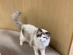 -猫和宫(六道口店)