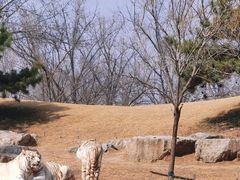 -北京野生动物园