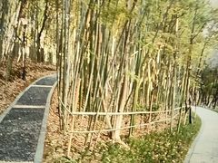 -龙头寺公园