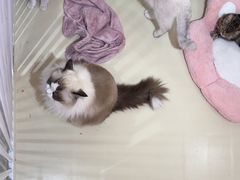 -三花喵·撸猫购宠·宠物生活馆(虹桥南丰城店)