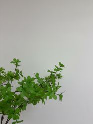 -变美丽半永久定妆连锁·纹眉·机器野生眉