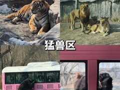 -北京野生动物园