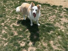 -趣玩宠物乐园寄养训犬训狗游泳池