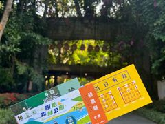 -西双版纳原始森林公园