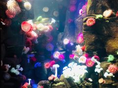 -瑞普利水族馆