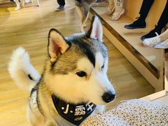 -Husky Go! 哈士奇体验馆·宠物咖啡厅狗咖