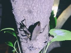 -杭州植物园