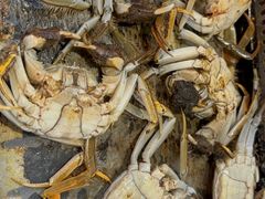 -苏格里岛自助海鲜烤肉(青秀万达店)