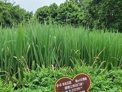 -成都市活水公园