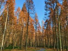 -黄海国家森林公园