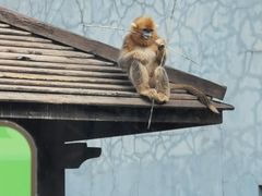 -大连森林动物园