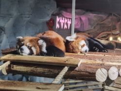 -Zoolung Zoolung动物主题公园(海信广场店)