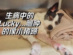 -萌兽医馆·犬猫专科·眼科中心·宠物医院(朝阳门分院)