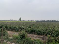 -汉长安城未央宫国家考古遗址公园