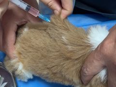 -宠福鑫动物医院(望京分院)