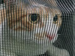 -汪喵宠物医院·骨科心脏影像·犬猫急重症ICU诊疗中心(成华分院)