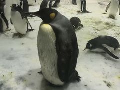 -大连圣亚海洋世界